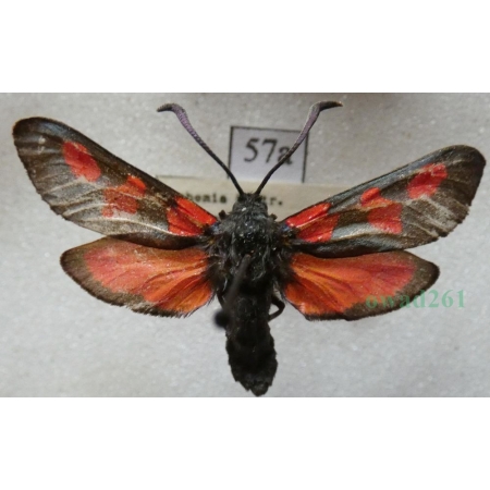 Zygaena trifolii (Esper, 1783) Kraśnik pięcioplamek Czech57a